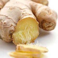 Manufacturers Exporters and Wholesale Suppliers of Fresh Ginger penukonda Andhra Pradesh